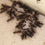 City Ants Eat Garbage, Fight Rats, Are Heroes