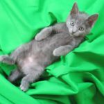 Brooklyn Cat Cafe to Open this Weekend in Fort Greene