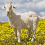 Eat the Goat, or: A Guide to Goatober in Brooklyn