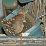 The Rats Are Winning