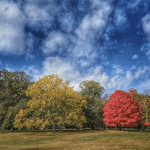 Sandy Ruined a Lot But Will Ultimately Make Prospect Park Better