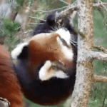 Almost as Good as End-of-Day Beer: Baby Red Pandas