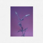 Wet Make Despair Sound Iridescent On “It’s All In Vain”
