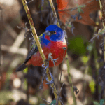 Finding the Painted Bunting, or: Prospect Park Birding 101