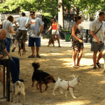 Two Dogs Have Died After Eating Poison Left on a Cobble Hill Street