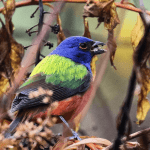 A Guide: What Even Is a Christmas Bird Count and Why You Should Do It