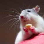 Stay Woke: Pizza Rat Is Probably Fake, and Nothing But a Beautiful New York Dream
