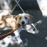 Brooklyn’s First Puppy Brunch Was Exactly as Amazing as You’d Think