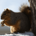 Pizza Rat’s Protégé, Pizza Squirrel, Comes to Brooklyn