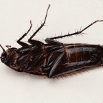 Cockroach Milk: Coming to Your Dinner Table Soon