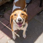 The 14 Best Places to Get Drunk with Your Dog in Brooklyn