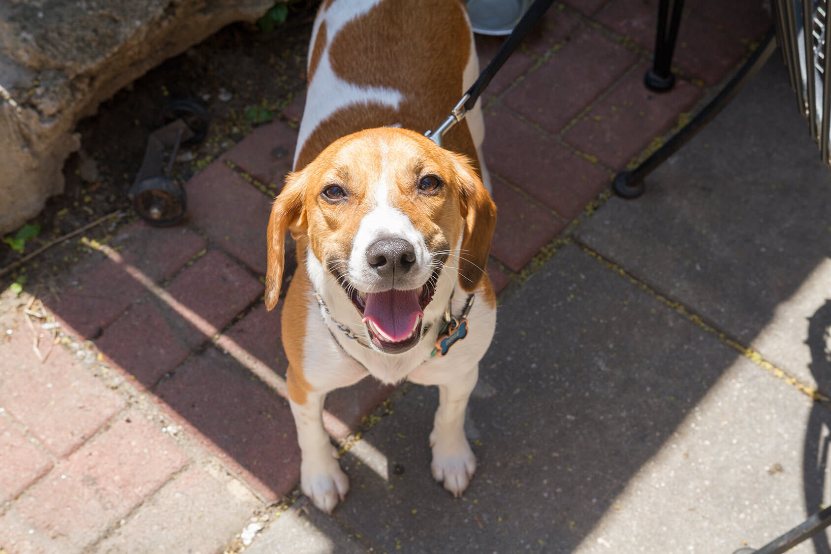 The 14 Best Places To Get Drunk With Your Dog In Brooklyn