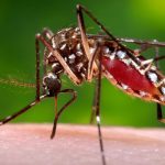 New York City Has Upped Its Zika Monitoring Game