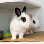 In Brooklyn, Speed Dating Is Back—for Bunnies