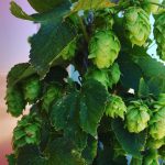 On Top of an Old Pharmaceutical Building, The World’s Only Rooftop Hops Farm