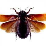 Why Cockroaches Fly (Heat, Duh) But Will Never Reach the Hamptons