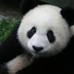 Pandas Are Now Vulnerable and Going to Therapy