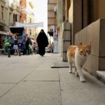 Istanbul’s Alright If You Like Kittens: Kedi