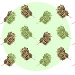 A Slice of the High: Will New York City Really Sit Out the Coming Pot Boom?