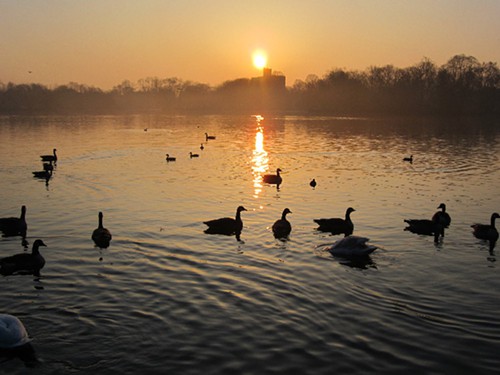 The remaining goose population at sunrise