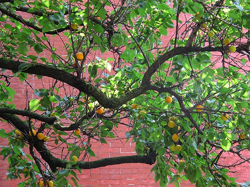 The apricot tree on Degraw Street