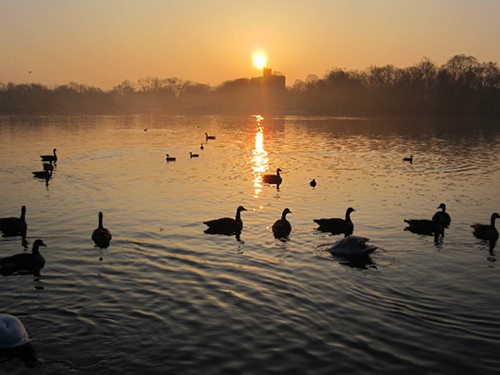 Prospect Parks remaining goose population