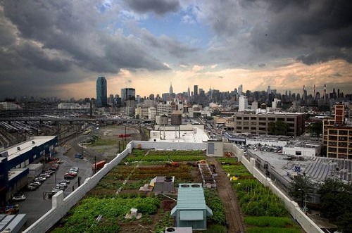 roof-top-garden-2.jpg