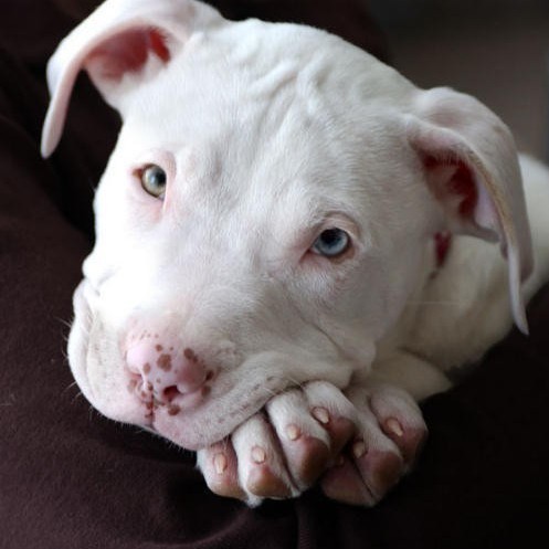 Baby pit bulls are the cutest!