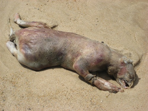 montauk-monster-like-creature.jpg