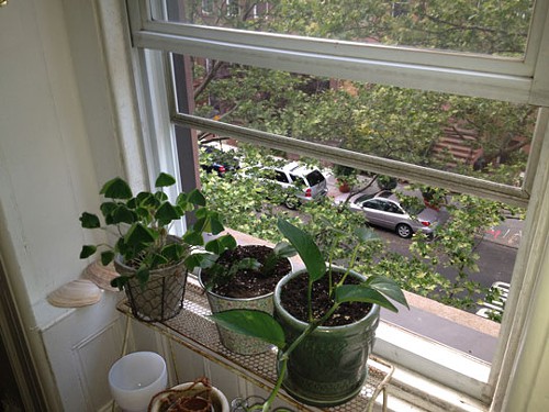 window_plants.jpeg
