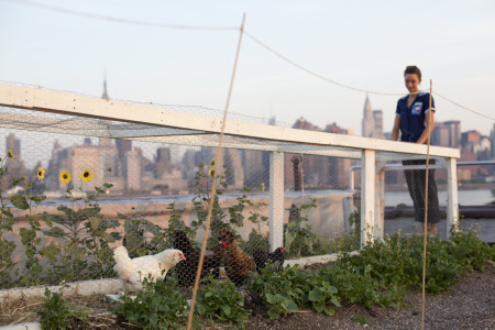 Chickens in Brooklyn! Chickens in Brooklyn!