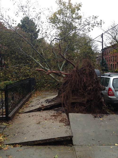 Tree down at 4th Ave between Court St. and Clinton