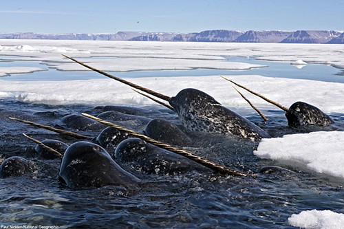 narwhal.jpg