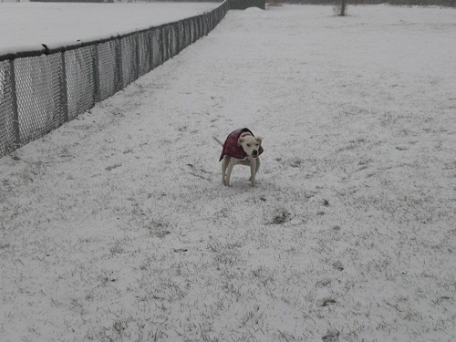 Heres my dog pooping in Bay Ridge. Yes, I picked it up.