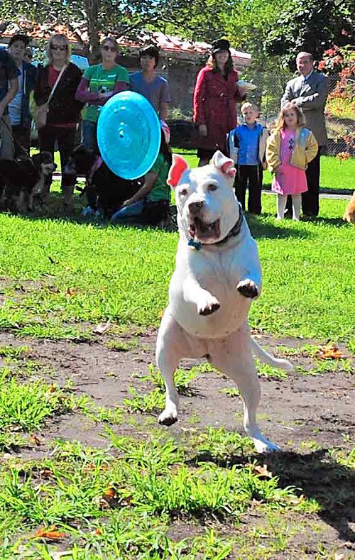 This is a dog in Marine Park.