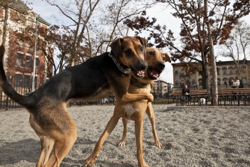 Dogs in Bushwick walking home from the bar.
