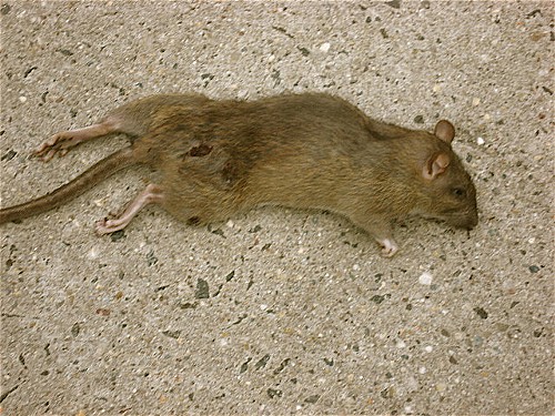 rat.jpg