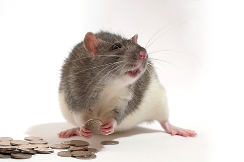 moneyrat.jpg