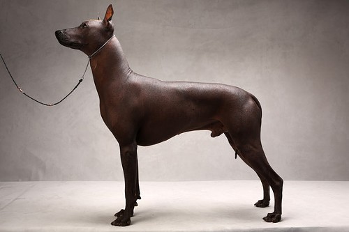 xoloitzcuintli_600HIDEOUS.jpg
