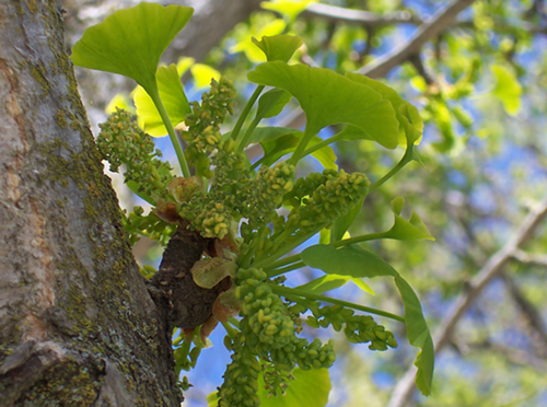 So pretty. So smelly.