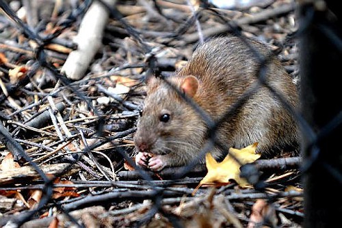 A rat in Grand Army Plaza. Isnt that just the best and worst thing youve ever seen?