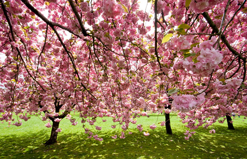 Cherry Blossom trees in the Brooklyn Botanic Garden