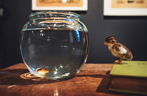 The Exploded Mind of Mulholland Hwang. Aaron Ruff & Oliver Jeffers at The Invisible Dog