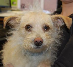 Donald, a 3 yo Terrier/Mix, available at Sean Casey Animal Rescue.