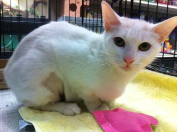 Trish, the cat. Domestic shorthair/Mix, available at Sean Casey Animal Rescue.