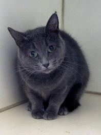 Not Mr. Bones. This is a female cat named Elton. She is available at Sean Casey Animal Rescue.
