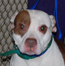 Styles, a Terrier/Pit Bull Mix, available at Sean Casey Animal Rescue.
