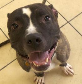 Brody, a Terrier/Pit Bull Mix, available at Sean Casey Animal Rescue Center.