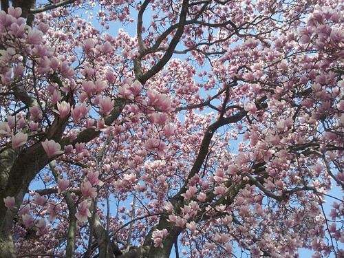 Magnolia Tree Bay Ridge Brooklyn