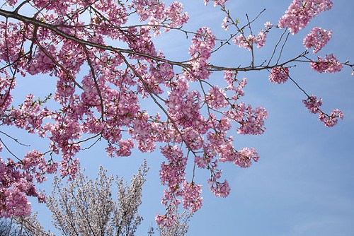 bbgcherryblossom.jpg